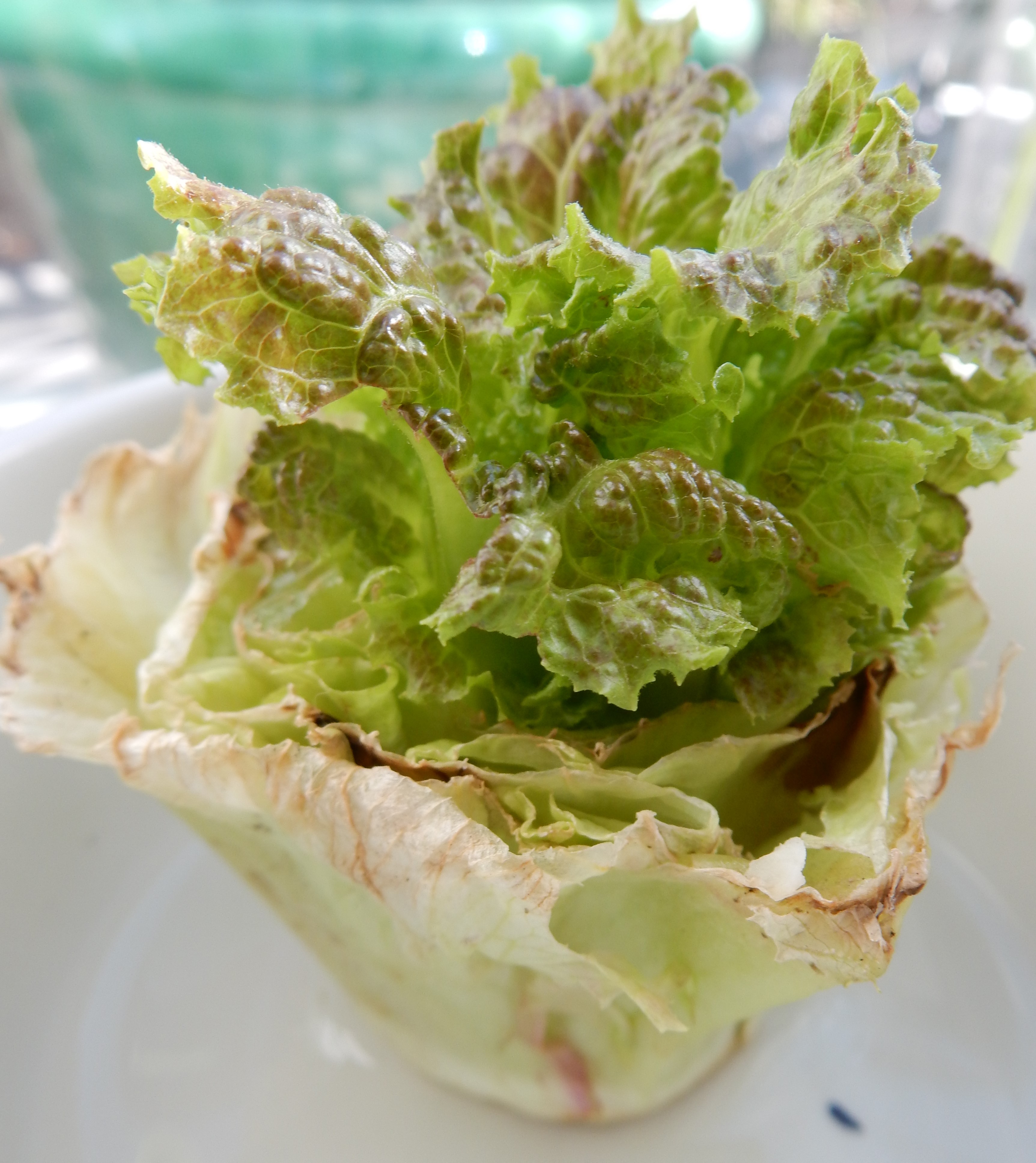 Red Leaf Lettuce T8N