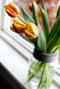 Tulips in mason jar on a windowsill