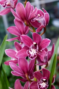 deep red orchids against green backdrop