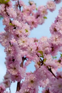 Double Flowering plum Shrub