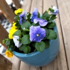 Pansies in a blue pot