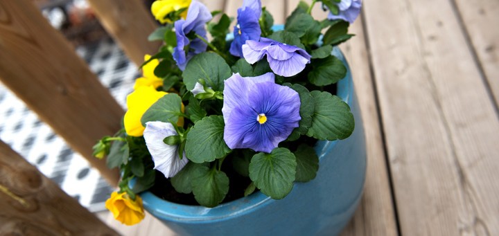 Pansies in a blue pot