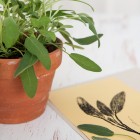 herbs growing in pot