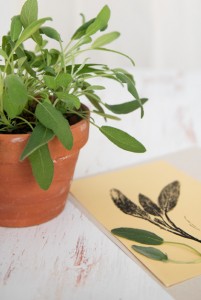 herbs growing in pot