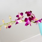 dark red orchids on blue vase