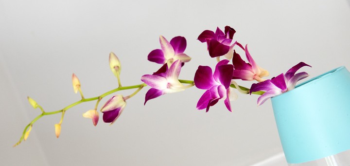 dark red orchids on blue vase