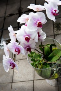 White orchid in vase