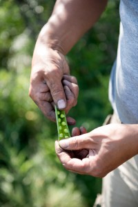 Peas in a pod in a man's hand