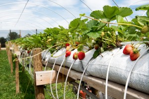 radishes just picked