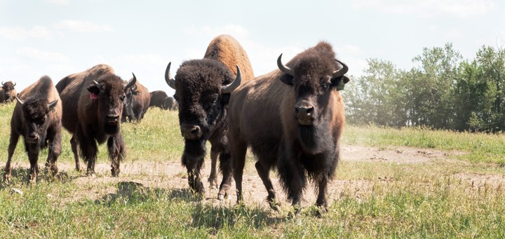 bison on farm