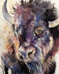 bison illustration