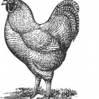 Illustration of chicken