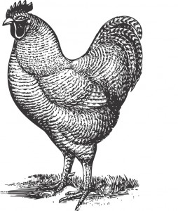 Illustration of chicken