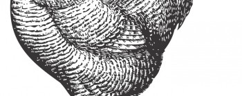 Illustration of chicken