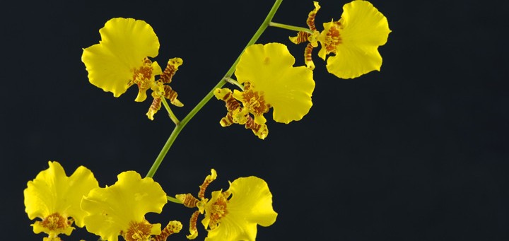 Yellow orchids