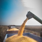 Corn harvesting