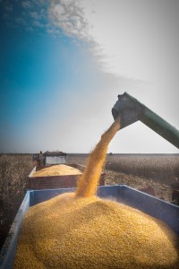 Corn harvesting