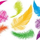 Colourful feathers