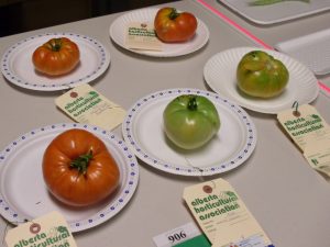 "Biggest Tomato" Photo courtesy of SAGC