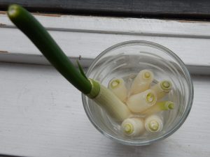 Green Onion Shoots